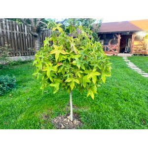Ambrovník styraxový (Liquidambar styraciflua) ´GUMBALL´ - výška 60-80 cm, kont. C5L - NA KMIENKU
